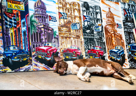 Plaza de la Catedral, La Havane, Cuba - 2 janvier 2019 : un chien cubains se repose près de belles peintures sur toile d'artistes cubains. Banque D'Images