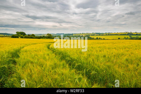 Pistes à travers le champ d'orge d'or sur un jour étés nuageux dans la région des Cotswolds Banque D'Images