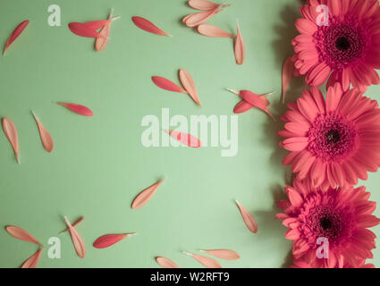 Gerbera Orange et les pétales sur fond vert. Concept romantique de fête. Banque D'Images