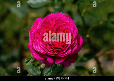 Close up coloré d'une seule grande rose rose-violet avec tête en arrière-plan flou et pétales détaillées Banque D'Images