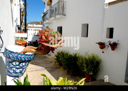 Rue de Frigiliana, Province de Malaga, Espagne ; murs blanchis à la chaux avec des pots en argile céramique décorative et de fleurs d'une rosette de succulents de près. Banque D'Images
