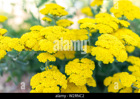 Gros plan de fleurs jaunes de l'Achillea moonshine achillée millefeuille plante avec arrière-plan flou Banque D'Images