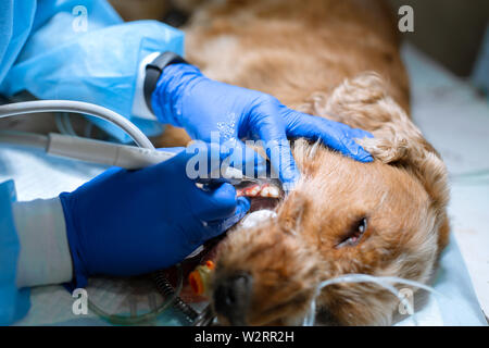 Close-up de procédure de nettoyage des dents professionnel chien dans une clinique vétérinaire. Chien anesthésié avec capteur sur la langue. Soins pour animaux de concept. Banque D'Images