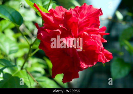 Belle fleur ornementale en été : Hibiscus rosa-sinensis, connu sous le nom d'hibiscus chinois, rose de Chine, hibiscus hawaïen, hibiscus rose. Banque D'Images