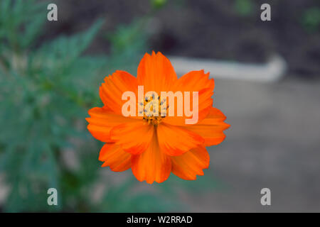 Une belle fleur de jardin orange nommée Cosmos sulfureus. Il est également connu sous le nom de cosmos de soufre et de cosmos jaune. Banque D'Images