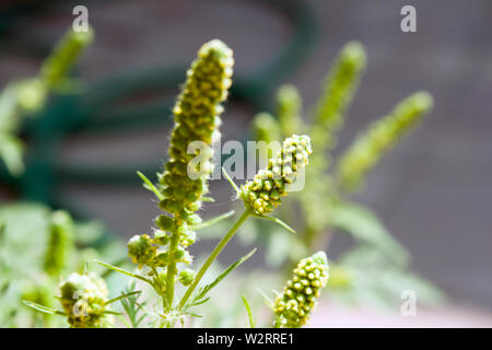 La photo en gros plan de l'herbe à poux de minuscules fleurs vertes qui produisent des quantités importantes de pollen. Banque D'Images