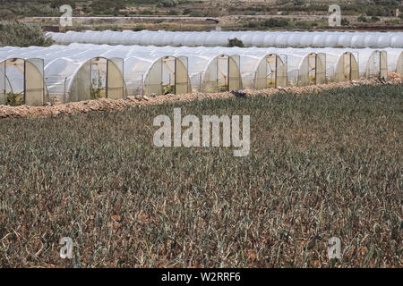 Gamme de serres tunnel plastique champ avec de jeunes légumes en face contre un ciel bleu. Banque D'Images