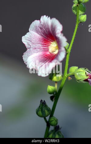 Cette fleur a des couleurs intéressantes à partir d'une vue rapprochée. Banque D'Images