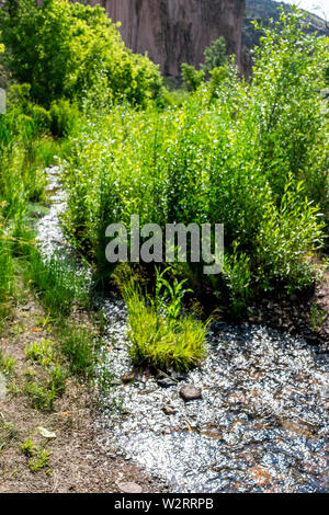 Parc avec des plantes vertes et de El Rito de los Frijoles river le sentier en boucle principale en chemin Bandelier National Monument au Nouveau Mexique Banque D'Images