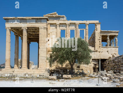 Athènes, Grèce, 9 juillet 2019 - Le sacré 'Arbre de Vie', un vieil olivier se dresse à côté du porche ouest de l'historique Temple Erectheion en Ala Banque D'Images