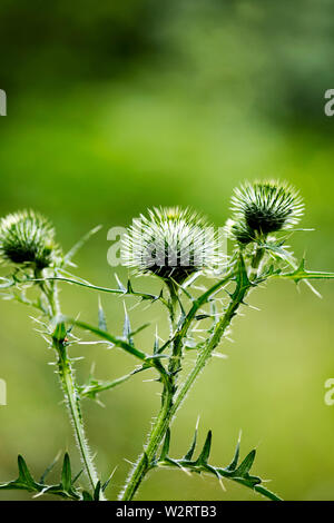 L'identité botanique chardon noir fleur macro fond fine art dans des impressions de haute qualité 50 mégapixels Cirsium vulgare famille des composées Banque D'Images