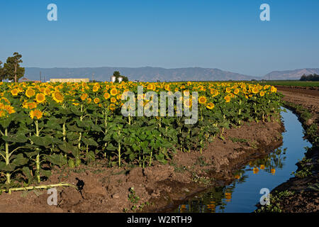 Les champs de tournesols Dixon en Californie Banque D'Images