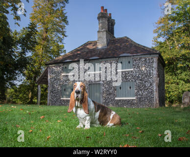 Basset Hound assis en face d'un chalet Banque D'Images