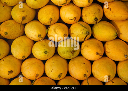 Bangkok, Thaïlande - 13 janvier 2019 : la mangue fruits exposés à la vente sur Sukhumvit Soi 55 Bangkok ( ) Banque D'Images