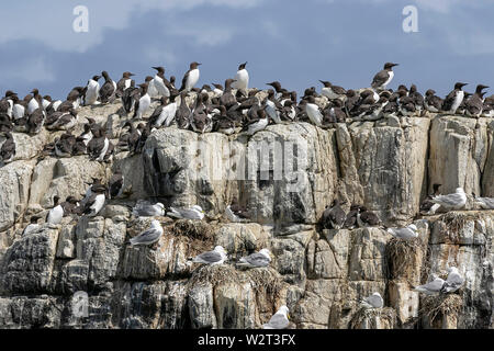 Les oiseaux de mer dans les îles Farne, Northumberland, Angleterre Banque D'Images