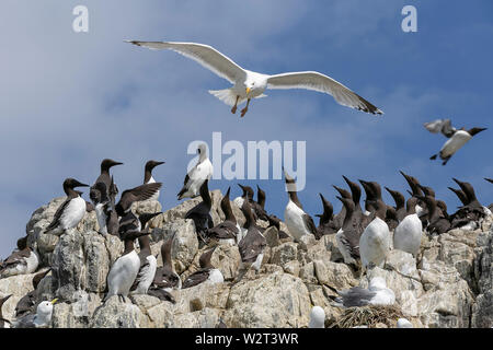 Les oiseaux de mer dans les îles Farne, Northumberland, Angleterre Banque D'Images