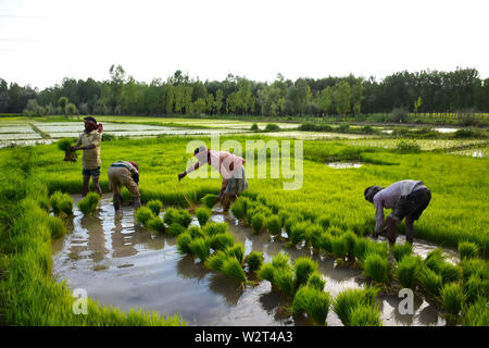 Les agriculteurs cultivent le riz Kashmiri dans les rizières dans la banlieue de Srinagar, dans le Cachemire sous administration indienne, le 07 juillet 2019. Le riz est un aliment de base dans la vallée du Cachemire et le riz est la culture la plus largement cultivée dans l'État de Jammu-et-Cachemire. 7 juillet, 2019. Les cultures de paddy sont considérées comme faisant partie de la vallée du Cachemire du riche patrimoine culturel du Crédit : Muzamil Mattoo/IMAGESLIVE/ZUMA/Alamy Fil Live News Banque D'Images