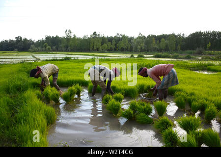 Les agriculteurs cultivent le riz Kashmiri dans les rizières dans la banlieue de Srinagar, dans le Cachemire sous administration indienne, le 07 juillet 2019. Le riz est un aliment de base dans la vallée du Cachemire et le riz est la culture la plus largement cultivée dans l'État de Jammu-et-Cachemire. 7 juillet, 2019. Les cultures de paddy sont considérées comme faisant partie de la vallée du Cachemire du riche patrimoine culturel du Crédit : Muzamil Mattoo/IMAGESLIVE/ZUMA/Alamy Fil Live News Banque D'Images