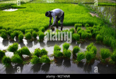 Les agriculteurs cultivent le riz Kashmiri dans les rizières dans la banlieue de Srinagar, dans le Cachemire sous administration indienne, le 07 juillet 2019. Le riz est un aliment de base dans la vallée du Cachemire et le riz est la culture la plus largement cultivée dans l'État de Jammu-et-Cachemire. 7 juillet, 2019. Les cultures de paddy sont considérées comme faisant partie de la vallée du Cachemire du riche patrimoine culturel du Crédit : Muzamil Mattoo/IMAGESLIVE/ZUMA/Alamy Fil Live News Banque D'Images