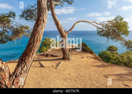 Paysage typiquement méditerranéen avec des pins et de la mer à Lloret de Mar, Costa Brava, Catalogne, Espagne. Banque D'Images