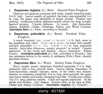 Pour Dasystoma Aureolaria, virginica et flava obtenir la mise sous tension de l'Ohio Journal of Science P229 Volume 21 (novembre, 1920) de la société scientifique de l'Université de l'Ohio Columbus Banque D'Images