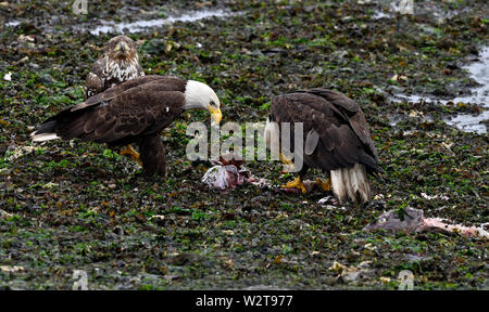 Deux aigles matures de manger du poisson. Banque D'Images