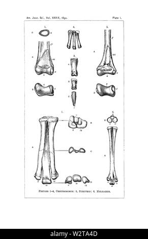 Description de nouveaux dinosaures, Reptiles Page 7 Banque D'Images