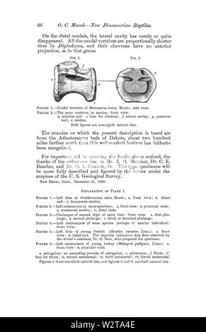 Description de nouveaux dinosaures, Reptiles Page 6 Banque D'Images