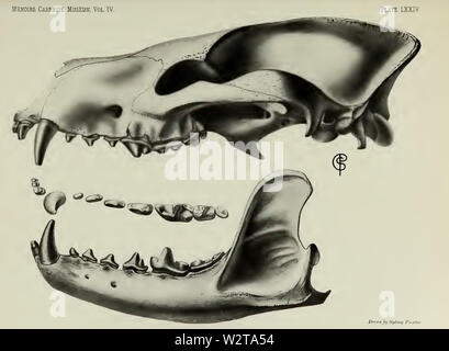 Description des nouveaux carnivores du Miocène de l'ouest du Nebraska (1910) Plaque LXXIV Banque D'Images