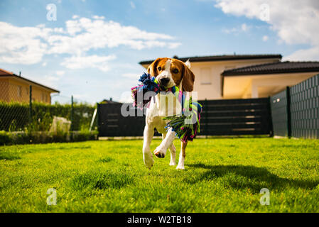 Chien Beagle tourne vers la caméra avec une corde jouet. Dog in garden Banque D'Images