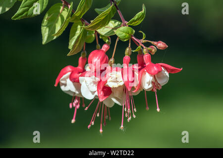 Libre détails de belle rose et blanc Fuchsia fleurs et bourgeons dans les jardin. Cette plante est originaire de l'Amérique du Sud Banque D'Images