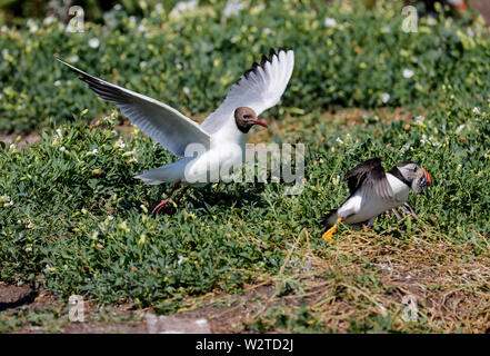 De poursuites par les macareux mouette noir Banque D'Images