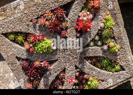 SEMPERVIVUM Crassulacées (orpin) parfois appelé, houseleeks succulentes alpines qui ont des rosettes de feuilles dans une gamme de couleurs, les plantes de jardin de roche rougeâtre le houseleek qui ont besoin de plein soleil pour garder leur teinte vibrante de plus en plus cette fonction de pierre de style Banque D'Images