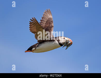 Macareux moine (Fratercula arcticula) Banque D'Images