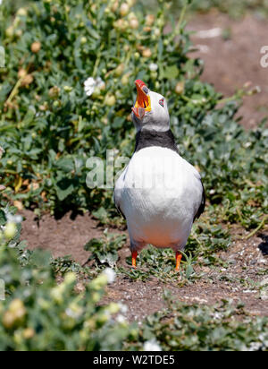 Macareux moine (Fratercula arcticula) Banque D'Images