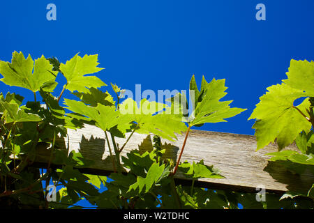 Dans les feuilles de vigne jardin amateur petites propriétés briller dans le soleil de midi choisi contre un ciel bleu profond 27/06/19 Banque D'Images