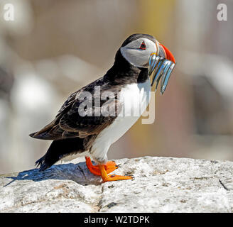 Macareux moine (Fratercula arcticula) Banque D'Images