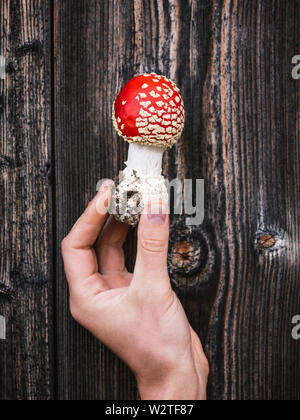 Champignons toxiques rouge (Amanita muscaria) sur l'arrière-plan d'âgés de planches en bois. Original et étonnant dans la nature Banque D'Images