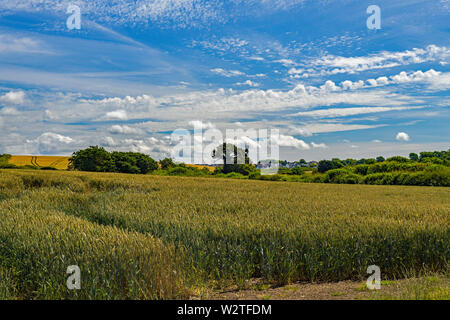 Le mûrissement des champs de blé dans la vallée de Glamorgan près du village de Wick dans earky Juillet, Nouvelle-Galles du Sud Banque D'Images