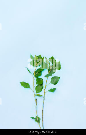 Les jeunes branches fines de popplar avec des feuilles vertes en fond bleu. La jeunesse, le printemps et la nature de l'image associée d'offres dans des feuilles de peuplier ba Banque D'Images