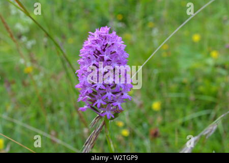 Anacamptis pyramidalis (orchidée pyramidale) fleurs sauvages à Downe Bank, North West Kent, où Charles Darwin, qui vivait à proximité, utilisée pour étudier les plantes Banque D'Images