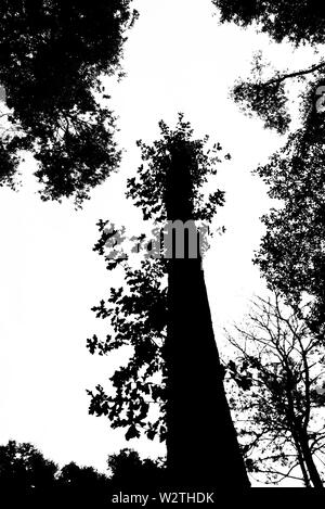Les peuplements d'arbres en silhouette dans une Floride Nord Woods. Banque D'Images