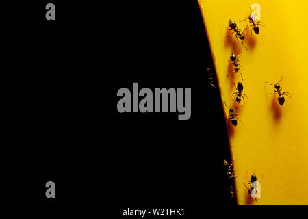 Fourmis sur un objet jaune sur fond noir, impression Banque D'Images