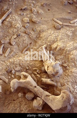 Les premiers humains, homo erectus, a vécu dans la région de Olorgesailie, dans le sud du Kenya, entre 1,2 millions et 490 000 ans. Fouilles à Olorgesailie habitats animaux et montrer ces premiers humains rencontrés, les outils handaxe et les défis climatiques qu'ils ont rencontré. Hippopotame disparue des os. Banque D'Images