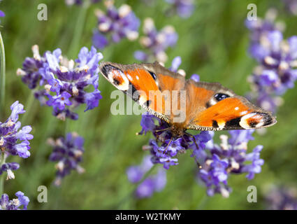 Butterfly, bumblebee sur une fleur de lavande. Prairie colorée, Pologne Banque D'Images