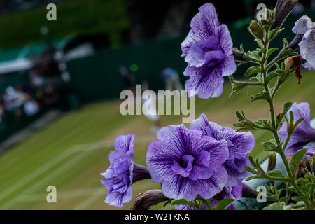 Wimbledon, Londres, Royaume-Uni. 10 juillet 2019. 10 juillet 2019, le All England Lawn Tennis et croquet Club, Wimbledon, Angleterre, Tournoi de tennis de Wimbledon, jour 9 ; les fleurs sont vus sur le terrain de Wimbledon donnant sur les tribunaux Banque D'Images