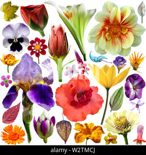 Grande sélection de diverses fleurs isolé sur fond blanc Banque D'Images