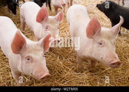 Trois porcelets porcs rose avec des oreilles à la même direction et au comité permanent sur la paille dans une ferme Banque D'Images