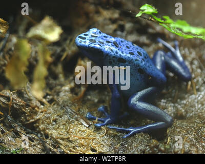 Close up shot sur le côté d'un blue poison frog Banque D'Images