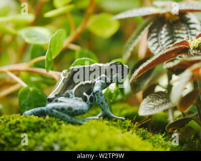 Une grenouille poison teinture se détourne de l'appareil photo Banque D'Images